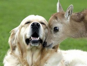 cute-dog-deer-pals-400x306
