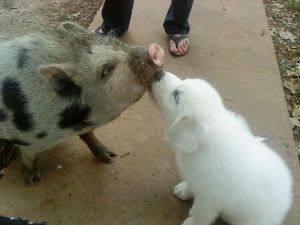 Hollie_Cook__Biscoe__AR_full