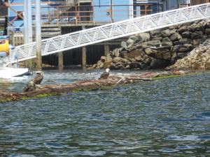 Alaska Grand Adventure 025