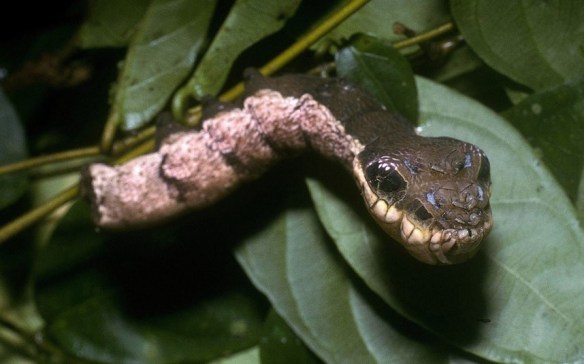 A close-up photo of a caterpillar cleverly camouflaging itself as a snake to ward off predators. Professor Daniel Janzen captured the image as part of his work cataloguing caterpillars and says this is part of the hemeroplanes species. The neon-green bug creates the illusion of looking like a dangerous reptile by expanding parts at the end of its body. Its defence - designed to ward of predators while it is a larvae before becoming a moth - is so well developed it will even strike harmlessly if approached. Daniel, who is a professor of biology at the University of Pennsylvannia, snapped the bug while working in the Area de Conservacion Guanacaste, Costa Rica.Picture: DANIEL JANZEN / JANZEN.UPENN.EDU / CATERS NEWS 