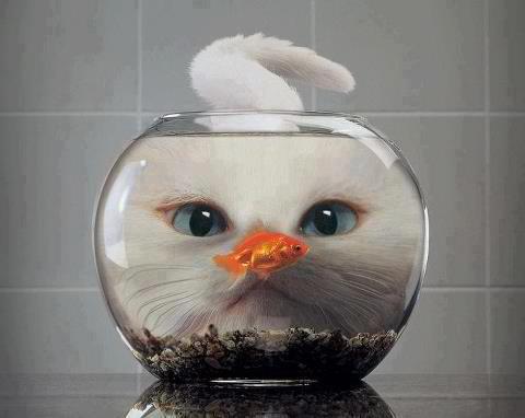 fishy cat
