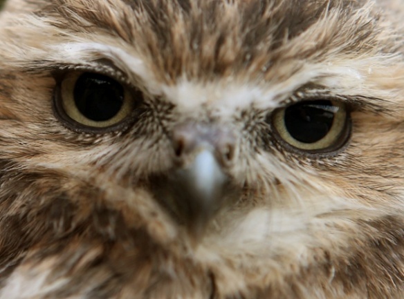 Burrowing Owls at Blair Drummond