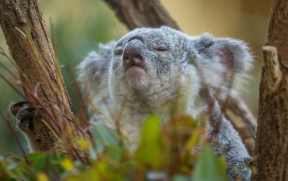 Morpheus the koala