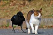 bird & mad cat