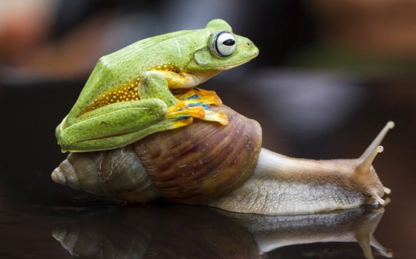 animals-frog_3148764k