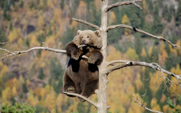 potd-bear-tree_3133658k