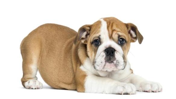 bulldog pup