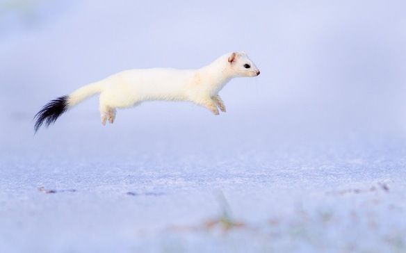 flying ferret