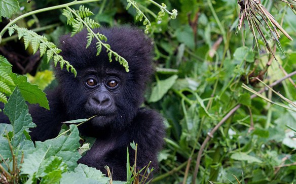 POTD-baby-gorilla_3149579k