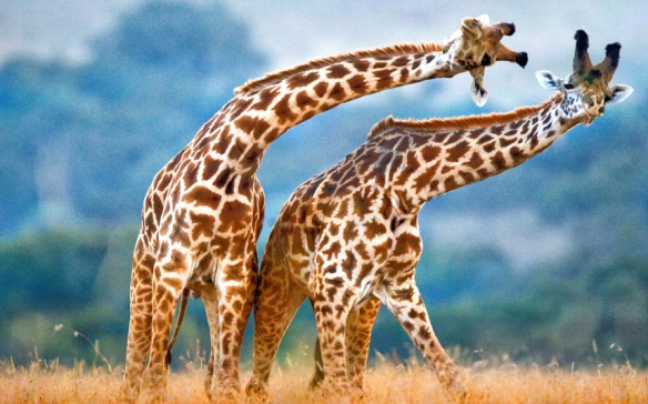 potd-giraffes dancing