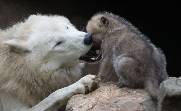 wolf mom and pup