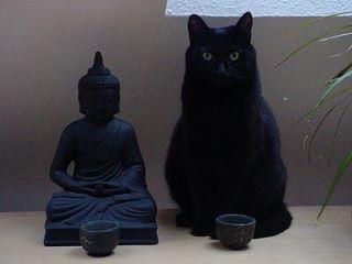 buddhacat