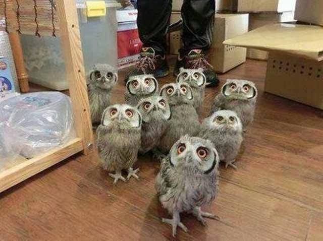 owls