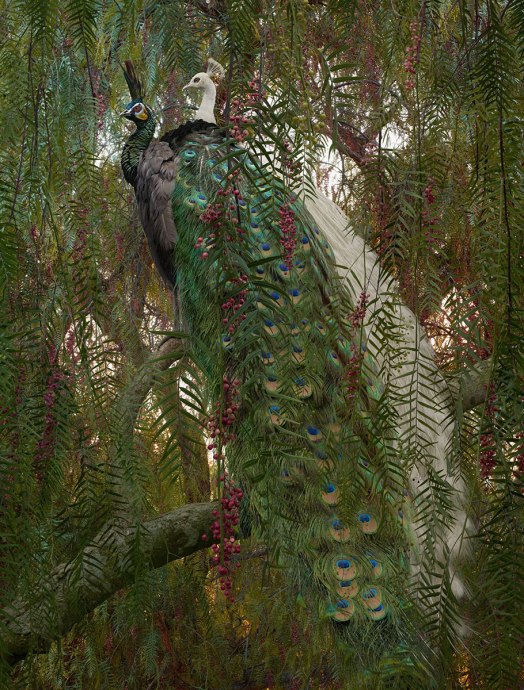 Simen Johan-Peacock NG3