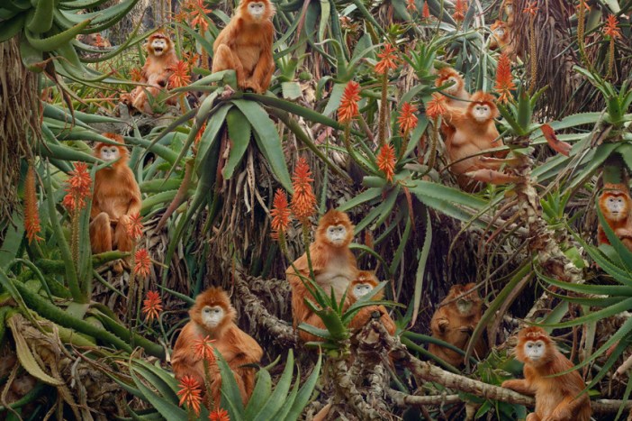 SJohan-Red-Monkeys-850x566 NG1