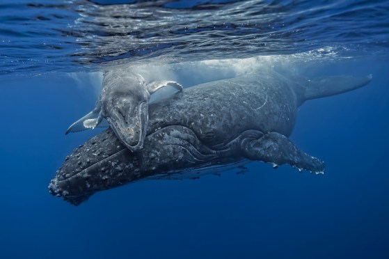 four days old with mama  Fabrice GuerinBarcroft Media