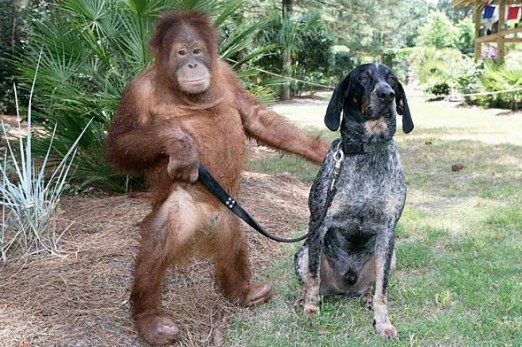 Orangutan-and-Dog-are-BFF-8