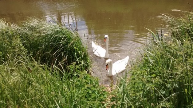 willows swans