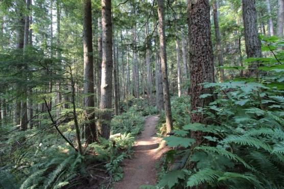 s and m dog walk Cascades 2