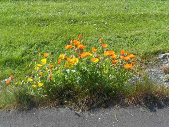 Last of Eire 2015 003