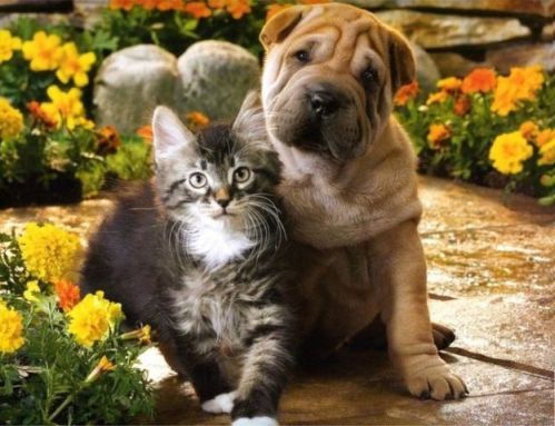 photos-of-dogs-and-cats-together