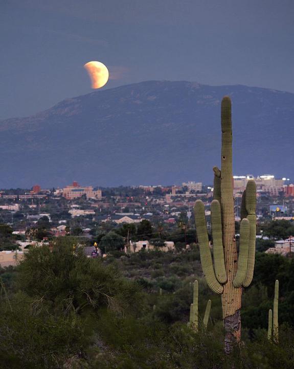 supermoon-eclipse-over-arizona-cactus