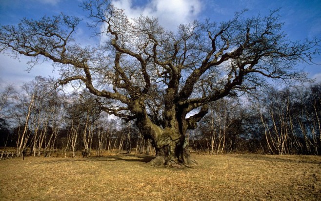 tree-majoroak_uktel-8-6-15