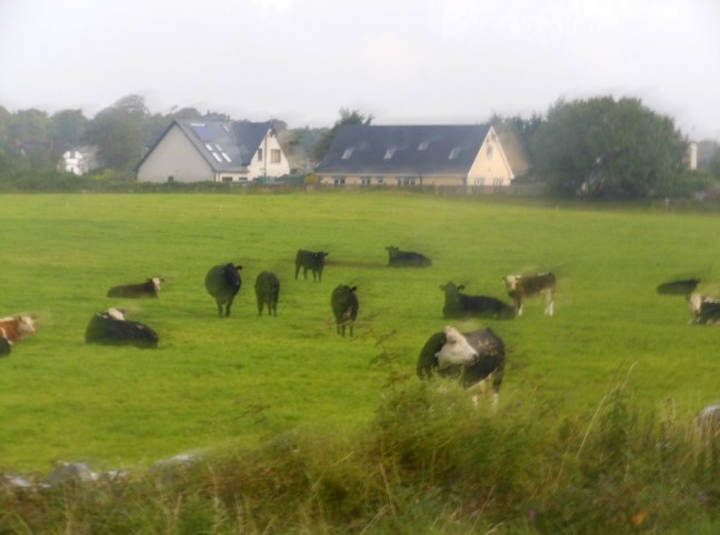 cheese factories in Eire
