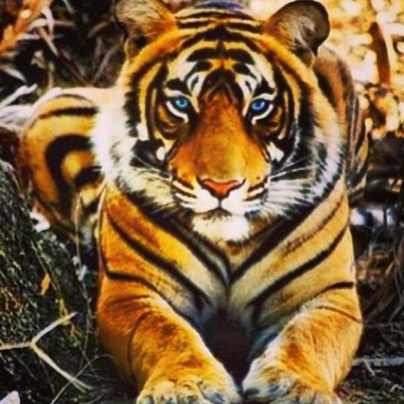 blue eyed tiger