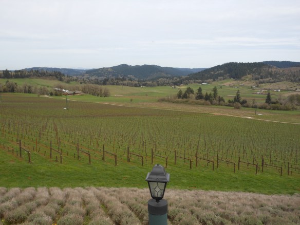 Oregon wine country