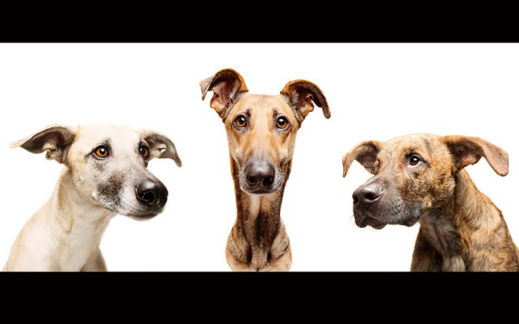 dogs-dumbfounded_2863302k