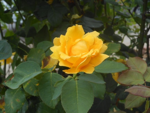 yellow rose 1