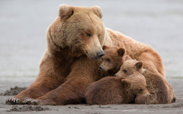 potd-bear-family-Hank Perry