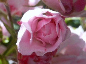 August 1 2014 031 (2)