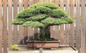 bonsai_3399256k
