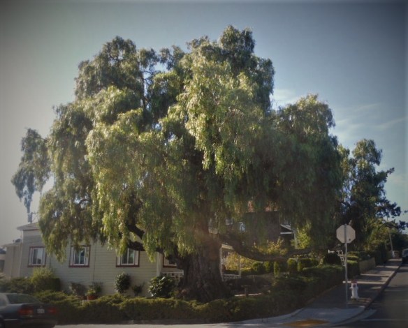 old pepper tree on York